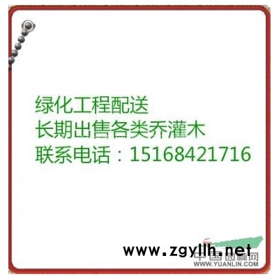 [供应]灯芯草供应/灯芯草图片