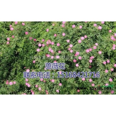 [供应]常春藤 批发