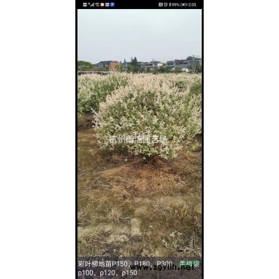 供应银边八仙花行情报价\银边八仙花图片展示