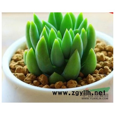 [供应]沿阶草*新价格/沿阶草报价