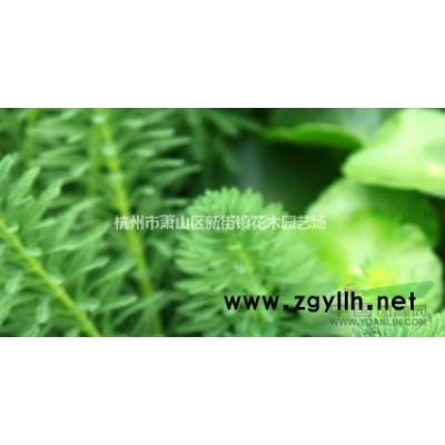 [供应]浙江百枝莲介绍