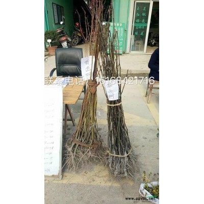 供应金鱼藻 大量供应沉水植物