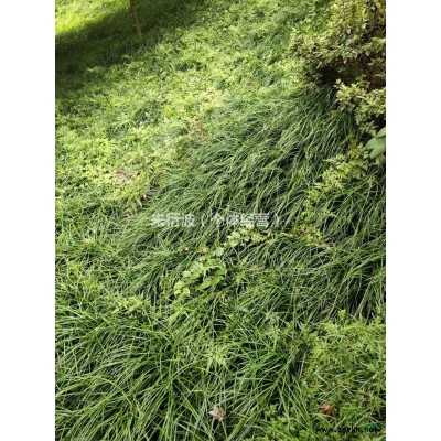 杭州萧山供应洒金珊瑚毛球，色块