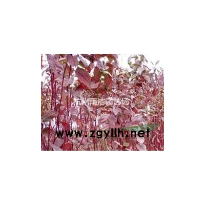 [供应]瓜子黄杨