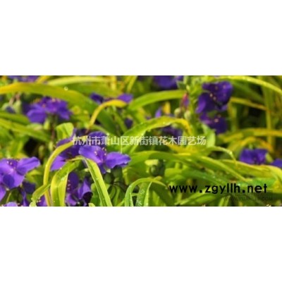 供应熊掌木行情报价\熊掌木图片展示