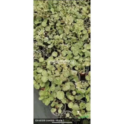 [供应]红帽子月季供应/红帽子月季图片