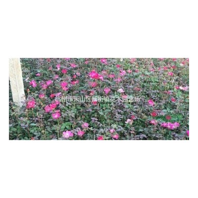 [供应]浙江金叶女贞*新报价/金叶女贞图片