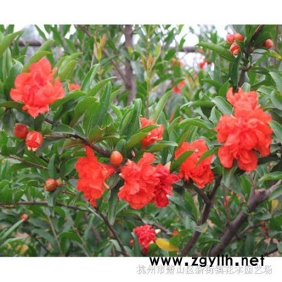 [供应]北海道黄杨图片\北海道黄杨报价