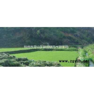 [供应]花叶络石