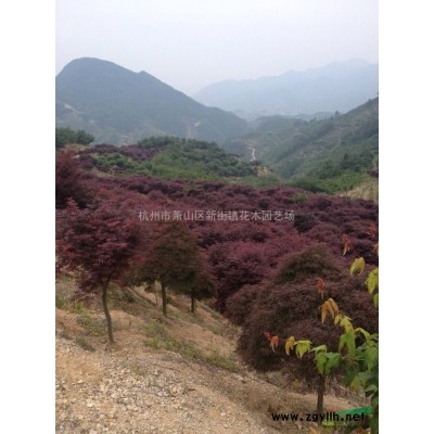 供应浙江三七景天信息