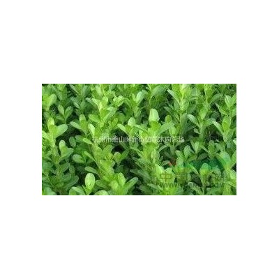 供应花叶燕麦草行情报价\花叶燕麦草图片展示