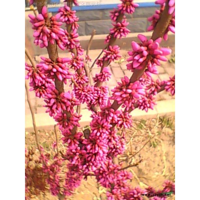 供应姜花图片\姜花报价