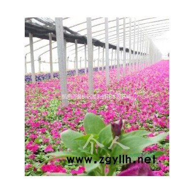 *新欧洲大慈姑图片\欧洲大慈姑报价供应