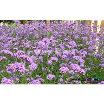 浙江水鬼蕉介绍