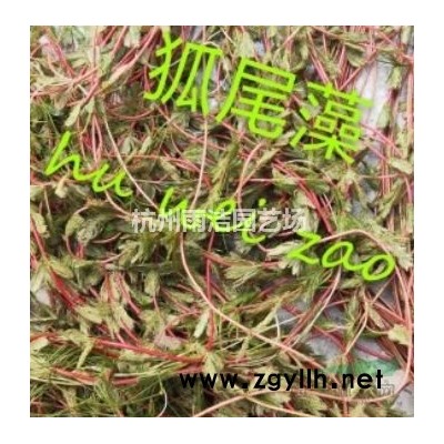 供应水生常绿鸢尾报价/浙江水生常绿鸢尾报价