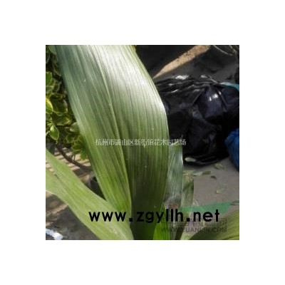 浙江小兔子狼尾草