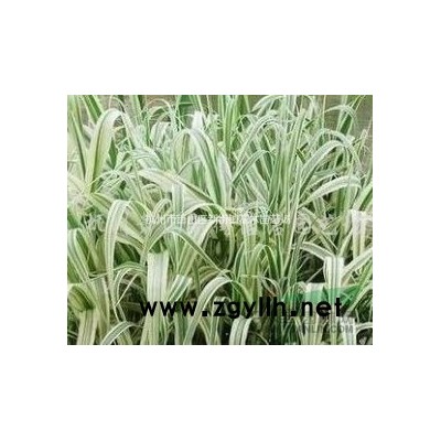 供应浙江大滨菊