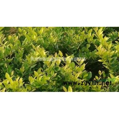 供应金叶女贞球