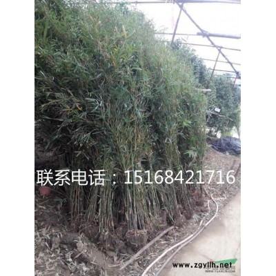 供应狼尾草、狗尾巴草、芮草、老鼠狼、狗仔尾