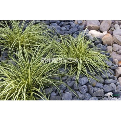 优质的鸢尾，小兰花鸢尾，大兰花鸢尾，紫蝴蝶、扁竹花