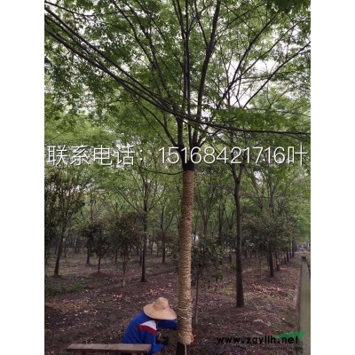 黑藻、温丝草、灯笼薇、转转薇，各种水生植物