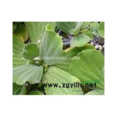 龟甲冬青、豆瓣冬青、龟背冬青