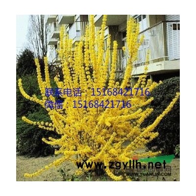 彩虹美人蕉 黄花美人蕉 红花美人蕉 紫叶美人蕉 花叶美人蕉