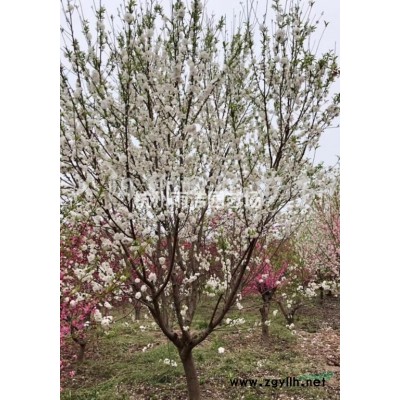 **低价出售芦竹 花叶芦竹 各类水生植物 低价热销中