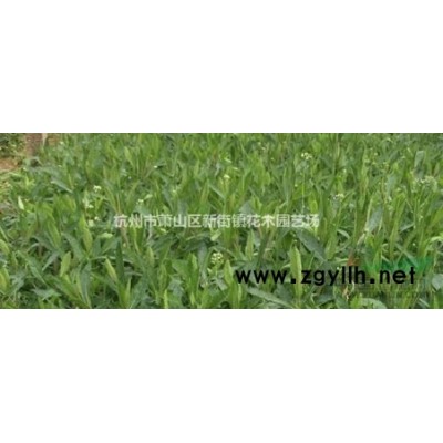 低价直销大叶黄杨小苗