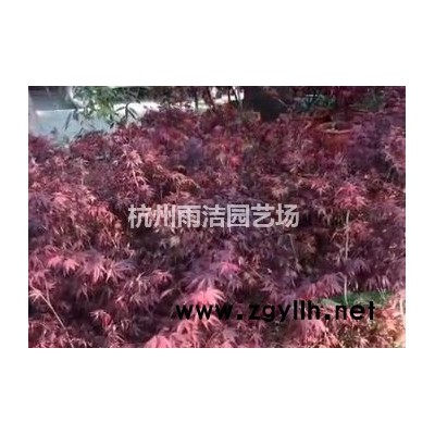 供应绿叶复叶槭 复叶槭