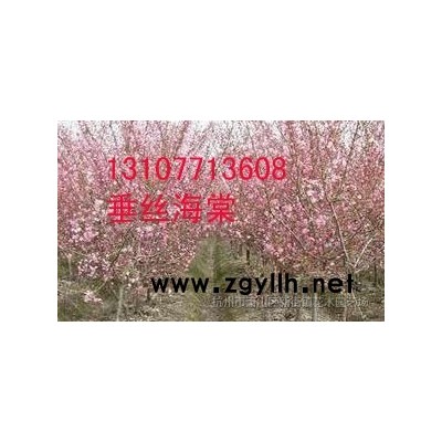 供应银叶槭 复叶槭