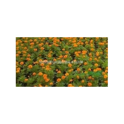 低价供应月季 树状月季 树型月季 欢迎联系