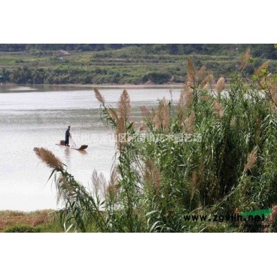 萧山苗圃基地常年供应7公分落羽杉 池衫水杉等！欢迎随时联系！