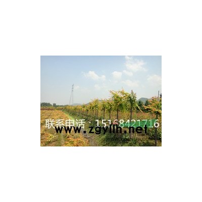 出售榉树19公分 20公分榉树 红榉 红榉树，价格实惠精品