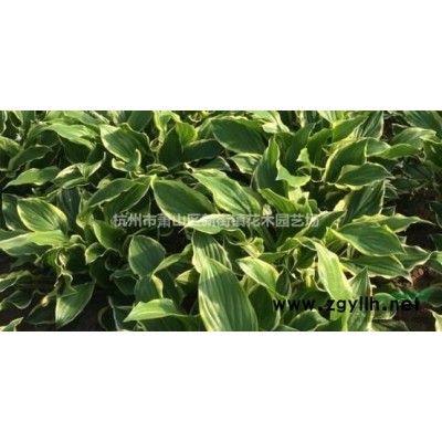 常年热销榉树6公分 6公分以上 价格实惠保证质量，欢迎联系！