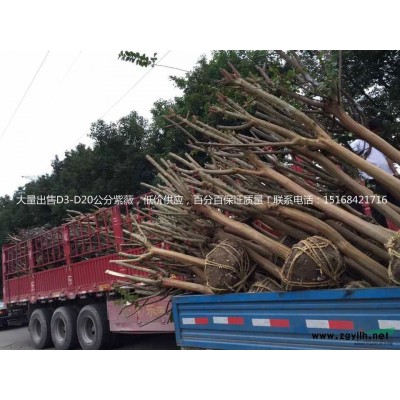 大量低价供应白玉兰 紫玉兰 红玉兰等 欢迎随时来电联系！