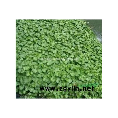 常年供应凌霄、紫藤、油麻藤，承接各种庭院绿化设计