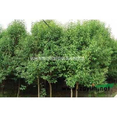 现货供应银边麦冬、银边草，低价热销中 欢迎您的订购！