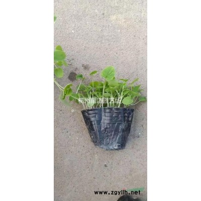 自产自销供应蜘蛛蓝地栽盆栽苗 欢迎联系！