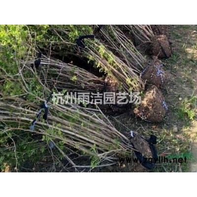 供应浙江细茎针茅信息