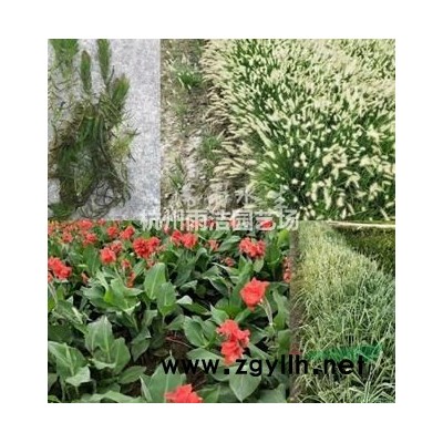 各种水生植物，芦苇、花叶芦苇、苇、芦、芦芛