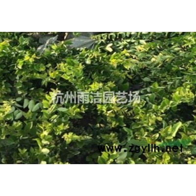 水生植物，马蔺、马莲、马兰、马兰花、旱蒲