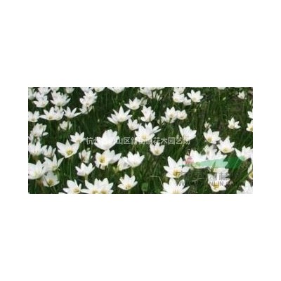 钻石月季 大花月季 品种月季 丰花月季 红帽子月季