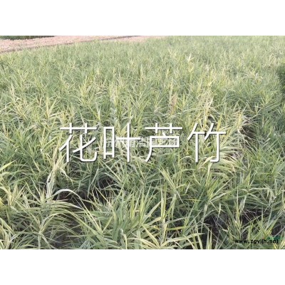 矾根盆栽植物|矾根花苗|*观叶植物多色冬天彩叶草花卉|强耐