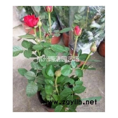 现货/日本*矾根 盆栽苗大苗 多年生彩叶常绿超耐寒