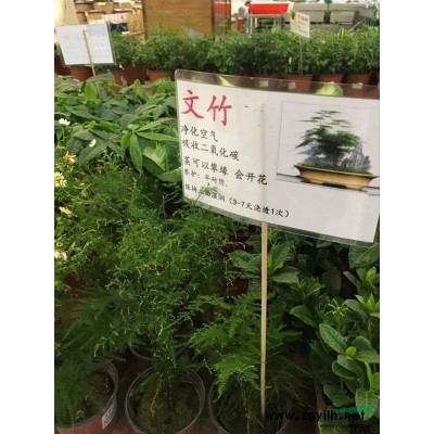 矾根 花苗 *观叶植物 种苗多色 多年生 彩叶草 耐寒植物
