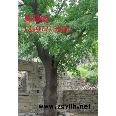 多肉植物 多肉 室内盆栽绿植花卉组合办公室