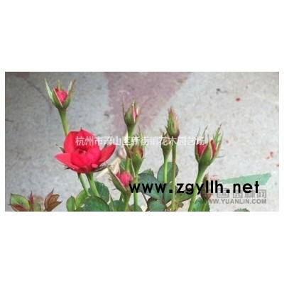 浙江哪家做草花水生植物的*专业 *低价 千屈菜 低价热销中