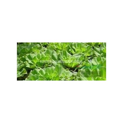 浙江地区大量供应睡莲 王莲 *专业的草花水生植物供应商