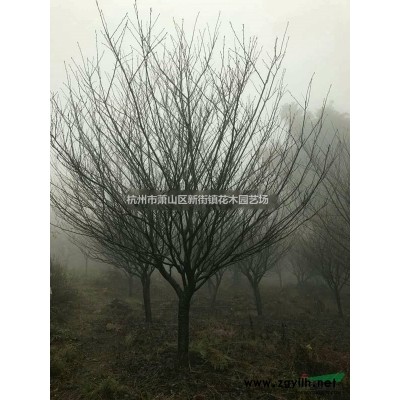 哪家做水生植物草花的*专业 *低价 水葱 水毛花 大量出售